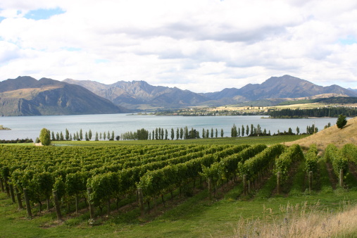 lakeside vineyard Queenstown